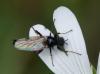 343345 – Photo : Daniel Dufour – France (36)